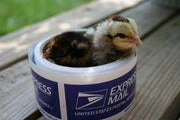 Chicken Scratch Poultry