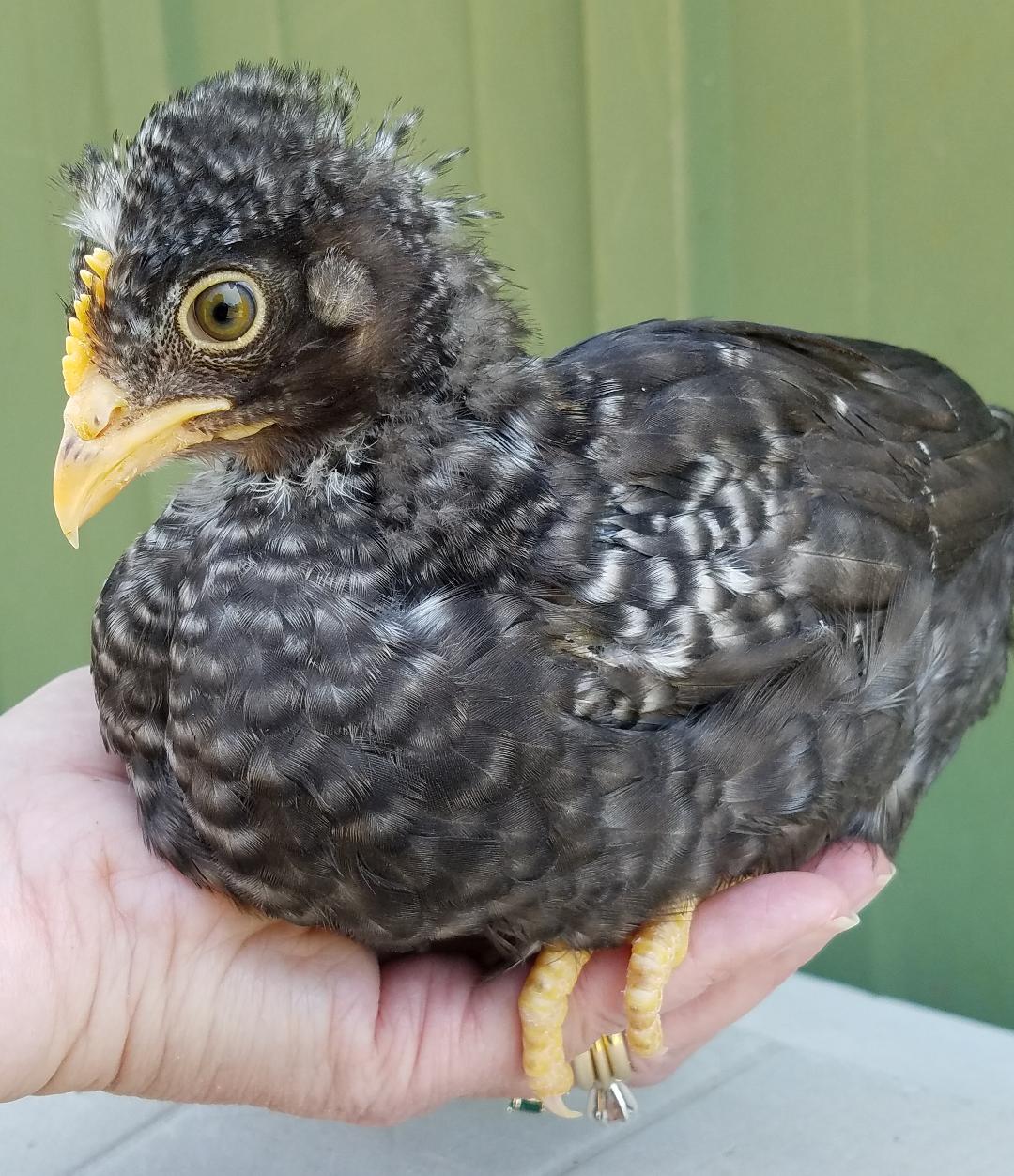 Started Young Pullet Hens "Available Now"